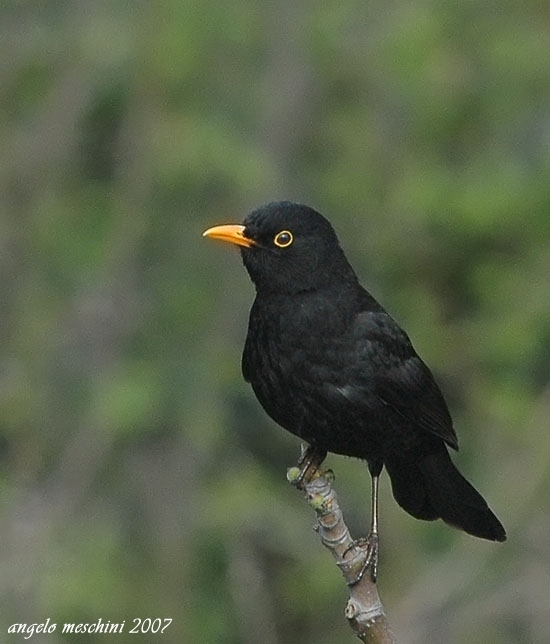 Merlo Turdus merula. semplicemente un maschio e una femmina.